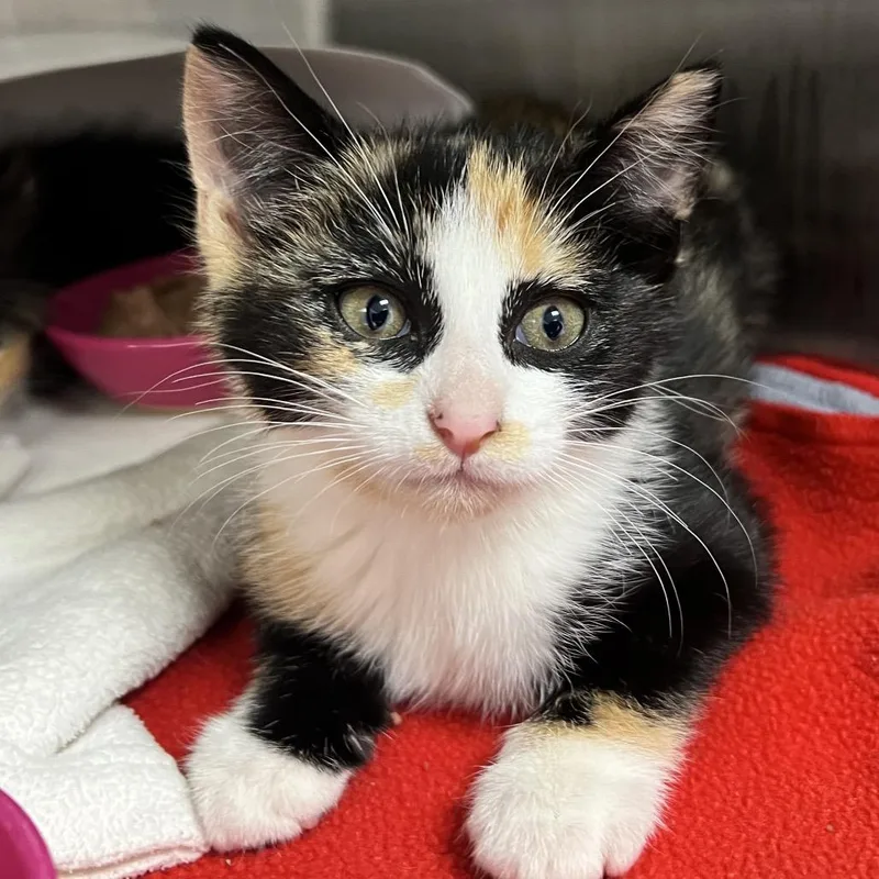 A baby small-sized female Calico Domestic Short Hair cat named Trinity for adoption in Oneonta, NY