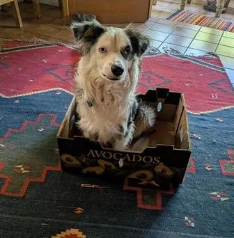 Duke