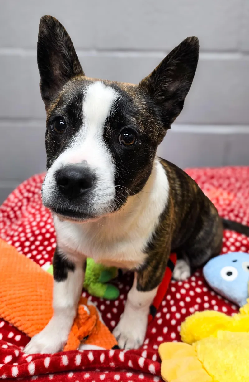 A baby medium-sized male Brindle Cardigan Welsh Corgi dog named John for adoption in Gainesville, TX