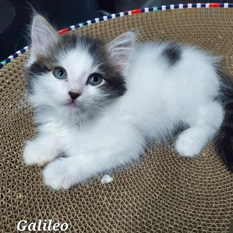 A baby small-sized female White Domestic Medium Hair cat named Galileo for adoption in Westminster, CA