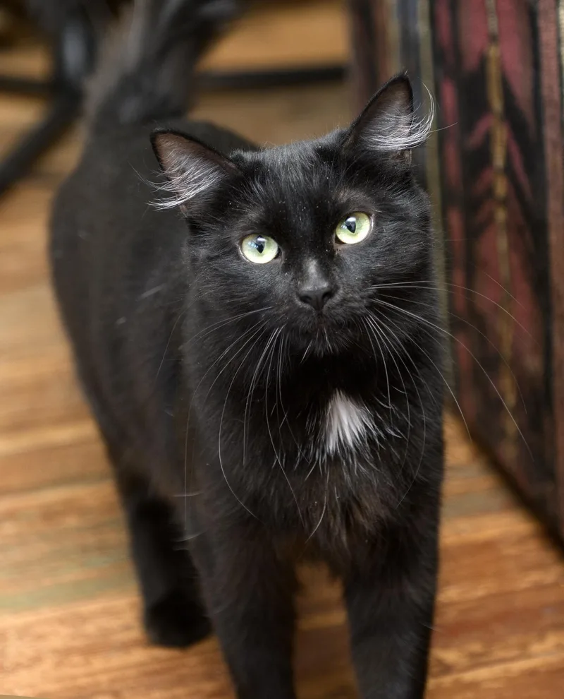 Bastet