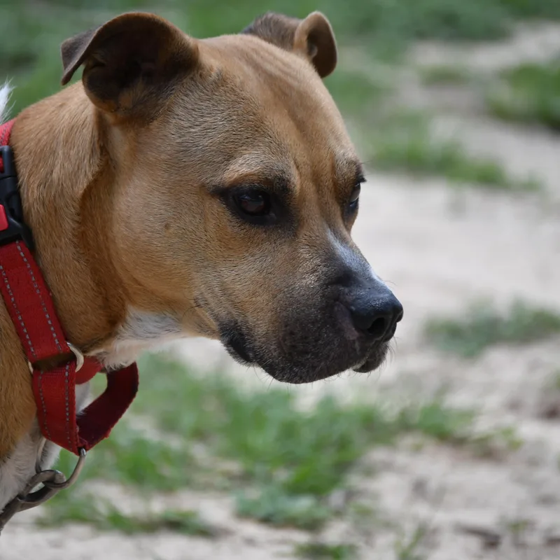 An adult large-sized male Mixed Breed dog named Tyty for adoption in Defuniak Springs, FL