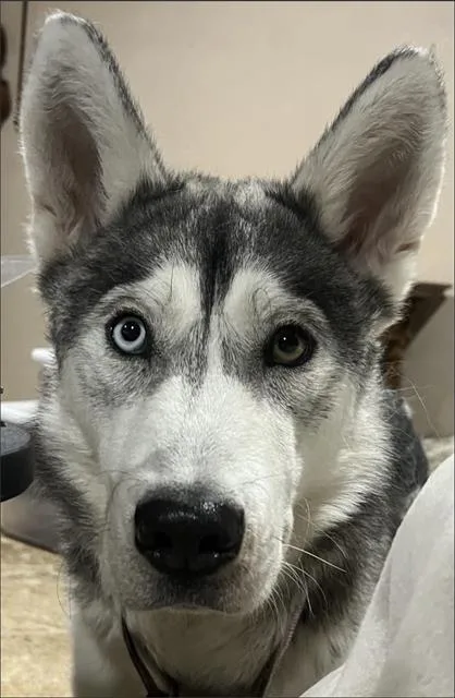 An adult large-sized male Siberian Husky dog named Brioche for adoption in Grand Prairie, TX