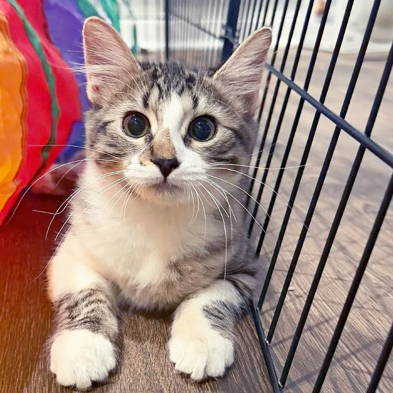A baby small-sized female Gray / Blue / Silver Domestic Medium Hair cat named Meatball for adoption in Flower Mound, TX