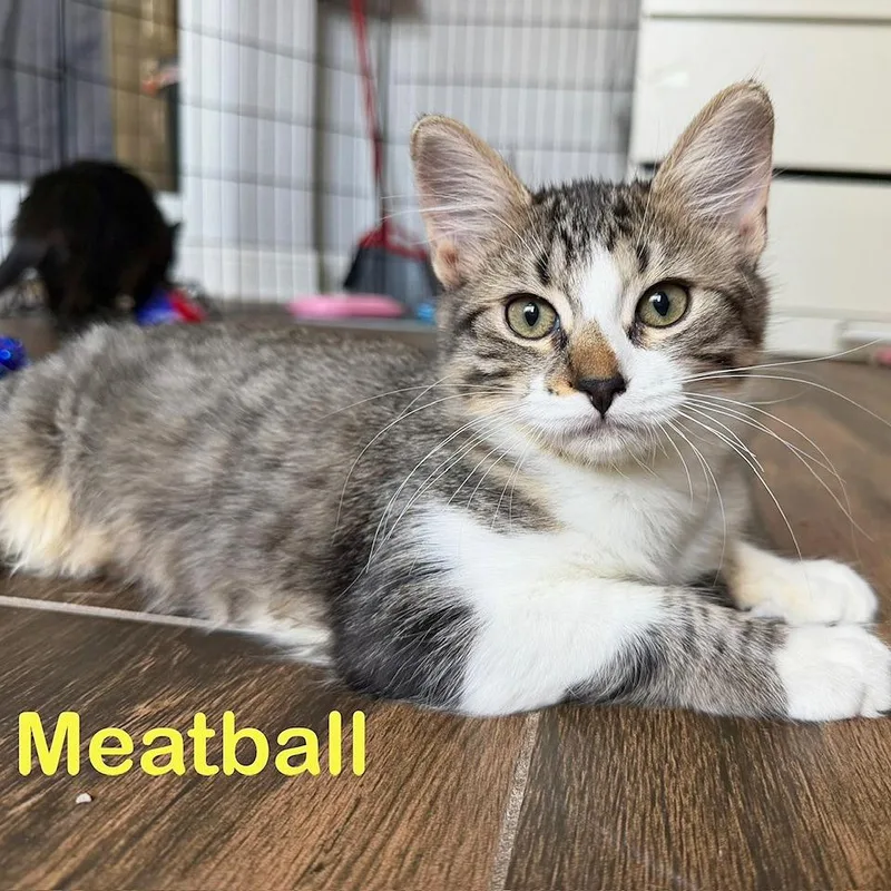 Meatball thumbnail 3