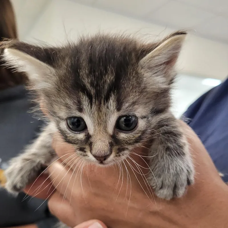 A baby small-sized male Brown / Chocolate Domestic Short Hair cat named Yoshi for adoption in Los Angeles, CA