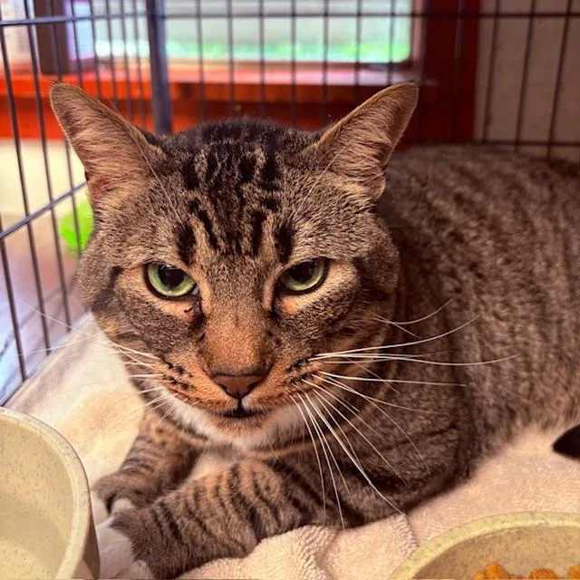 An adult large-sized male Brown / Chocolate Tabby cat named Yoda for adoption in Porter, TX