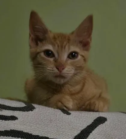 A baby small-sized female Tabby (Orange / Red) Domestic Short Hair cat named Scarlett for adoption in Greenbelt, MD