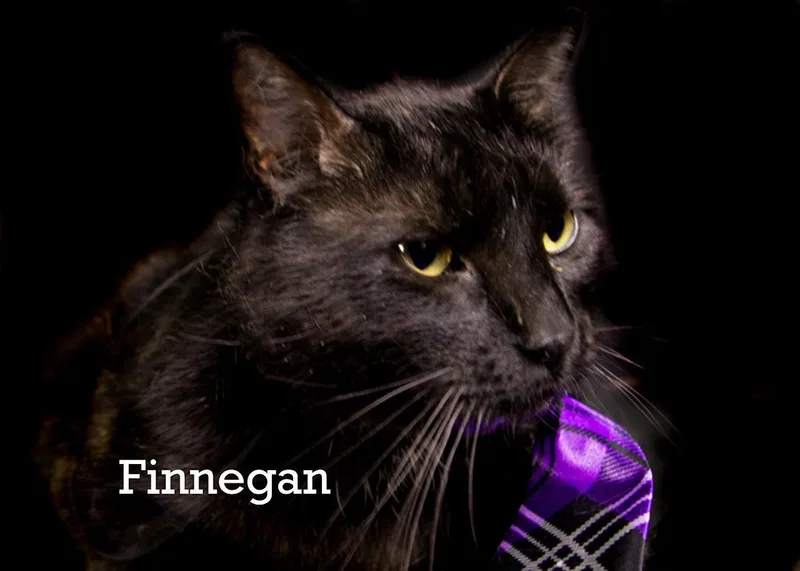 An adult medium-sized male Black Domestic Short Hair cat named Finnigan for adoption in York, NE