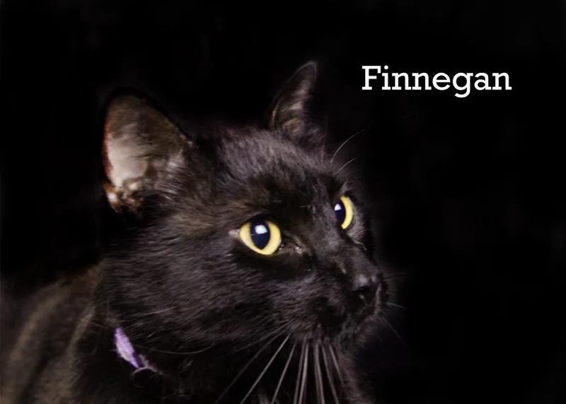 Finnigan thumbnail 2