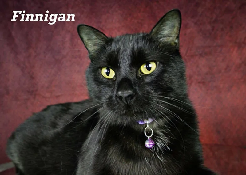 Finnigan thumbnail 3