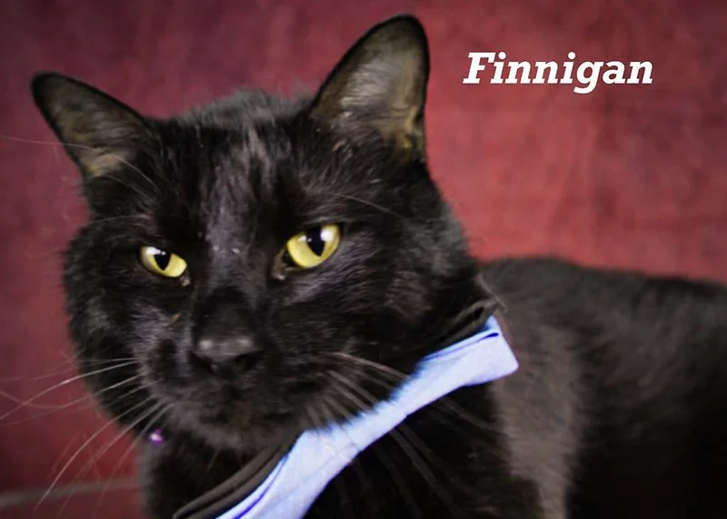 Finnigan thumbnail 5