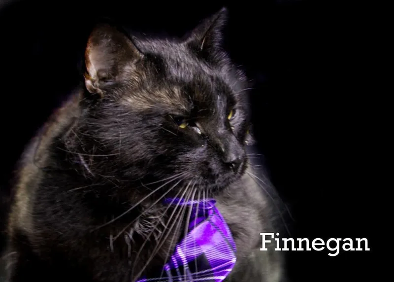 Finnigan thumbnail 6