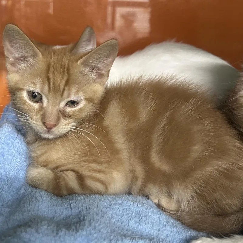 A baby small-sized male Orange / Red Domestic Short Hair cat named Jj for adoption in Point Richmond, CA