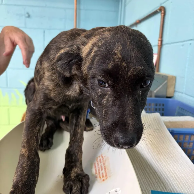 A baby small-sized male Labrador Retriever dog named Rockstar Pup: Elvis for adoption in Falls Church, VA