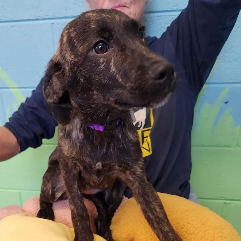 Rockstar Pup: Elvis thumbnail 3