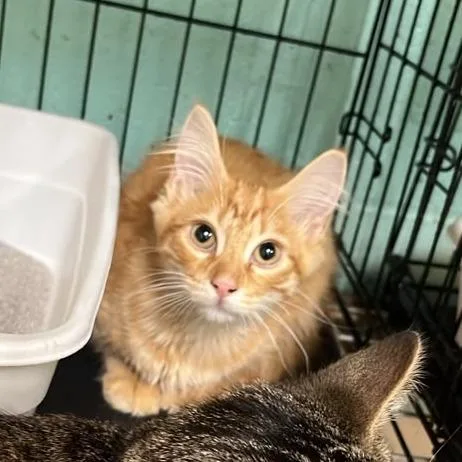 A baby small-sized female Orange / Red Domestic Medium Hair cat named Cheeseburger for adoption in Gadsden, AL