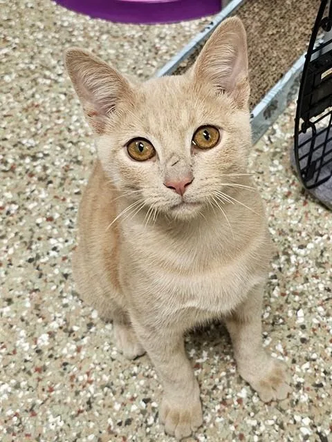 A young medium-sized male Buff / Tan / Fawn Domestic Short Hair cat named Pugsley for adoption in Clyde, NC