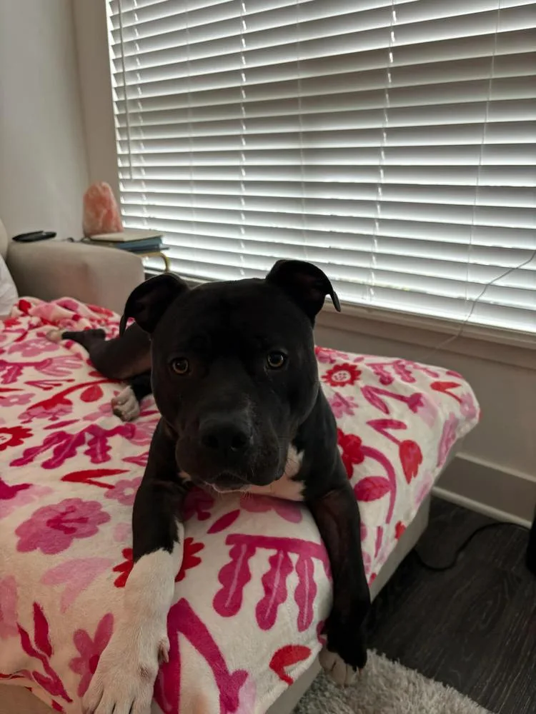A young large-sized male Tricolor (Brown, Black, & White) American Staffordshire Terrier dog named Jack Sparrow for adoption in Tigard, OR
