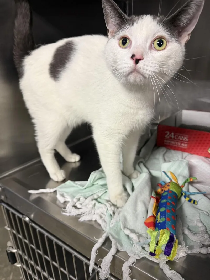 A young medium-sized male Gray & White Domestic Short Hair cat named Mika for adoption in Lafayette, IN