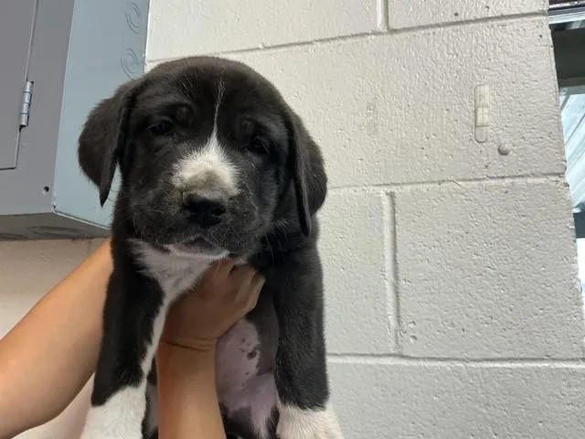 A baby small-sized female Bernese Mountain Dog dog named Kieran for adoption in San Bernardino, CA