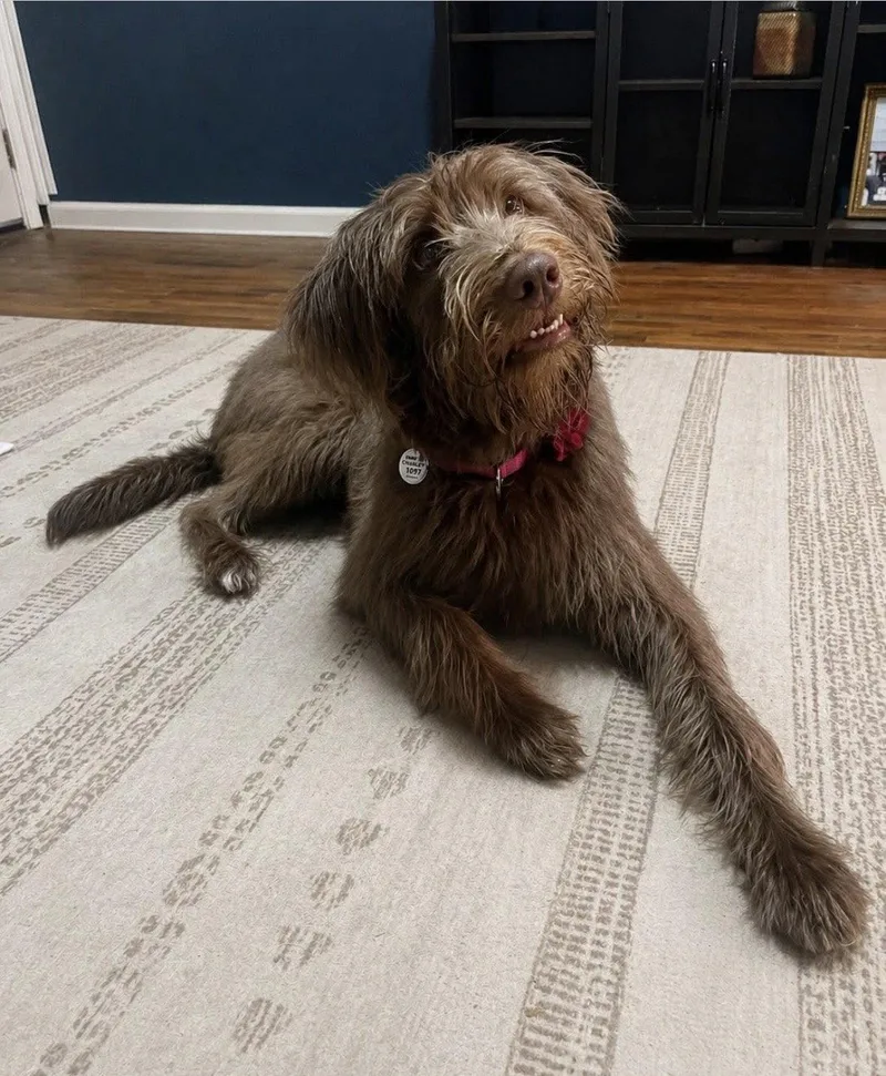 Snigglefritz