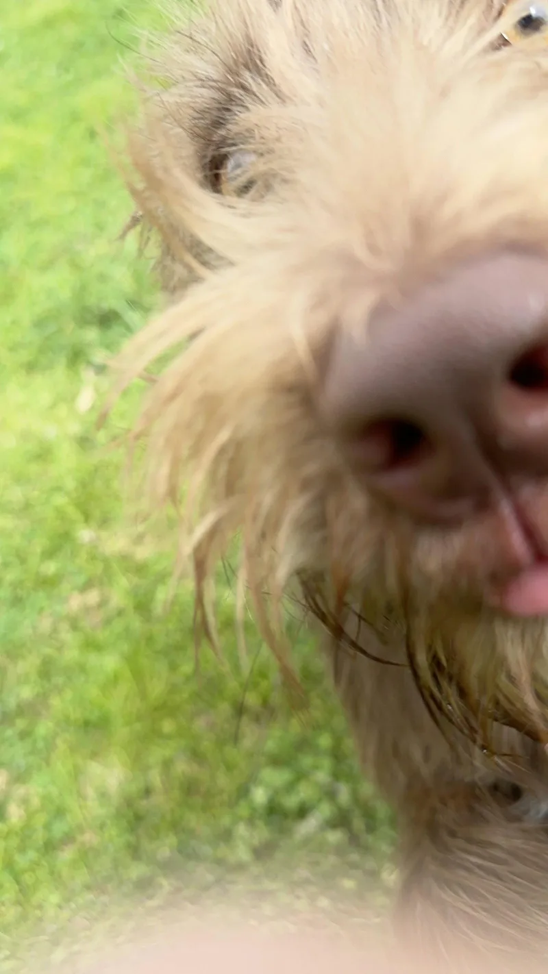 Snigglefritz thumbnail 3