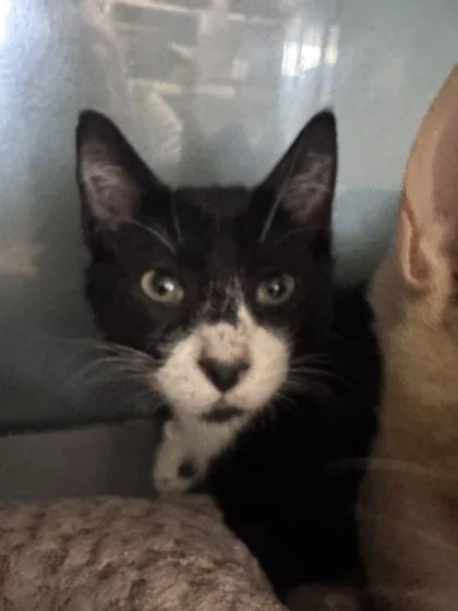A baby small-sized male Domestic Short Hair cat named Orion for adoption in Shawano, WI
