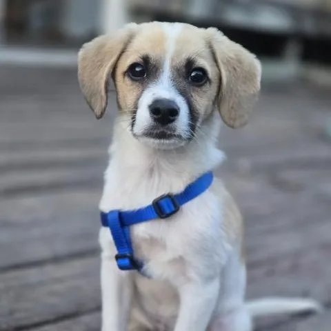 A baby medium-sized male Tricolor (Brown, Black, & White) Beagle dog named Banks for adoption in Manhasset, NY