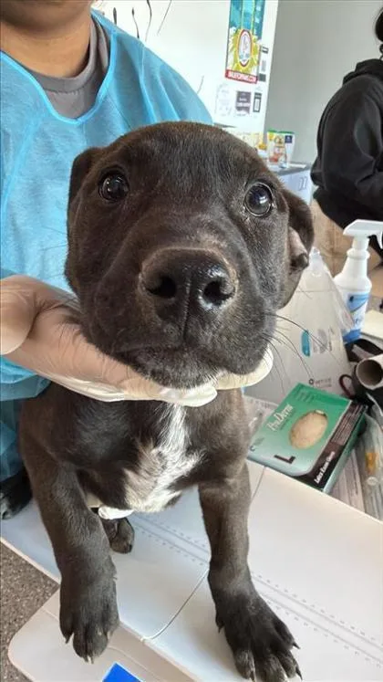 A baby medium-sized male Mixed Breed dog named Wheelie for adoption in West Chester, PA