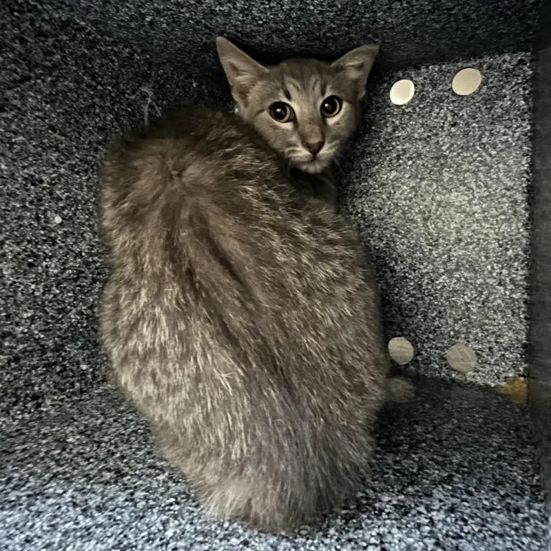 A young small-sized male Gray / Blue / Silver Domestic Short Hair cat named Hendric for adoption in Lufkin, TX