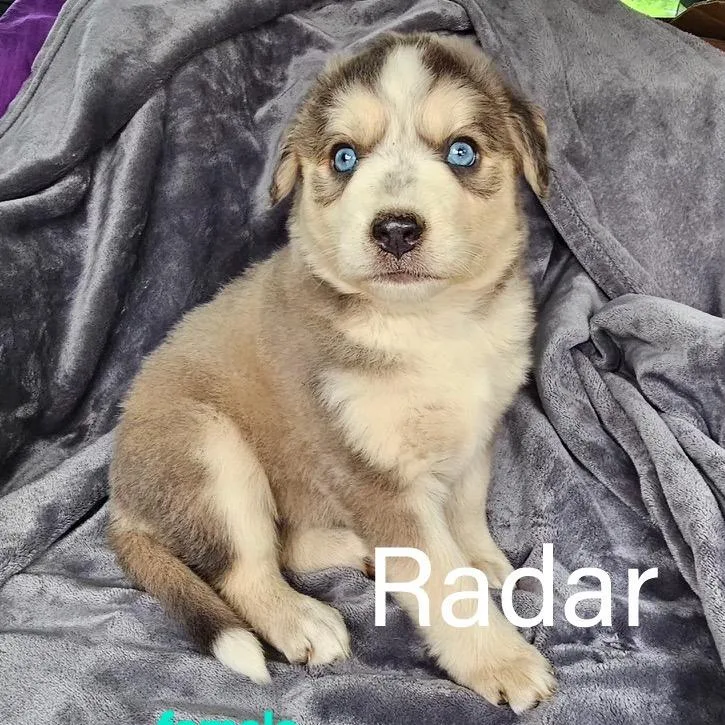 A baby medium-sized female Brown / Chocolate Australian Shepherd dog named Radar for adoption in Rockville, MD