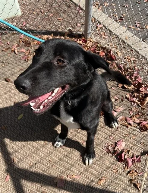 A young large-sized male Black Labrador Retriever dog named Jace for adoption in Phoenix, OR