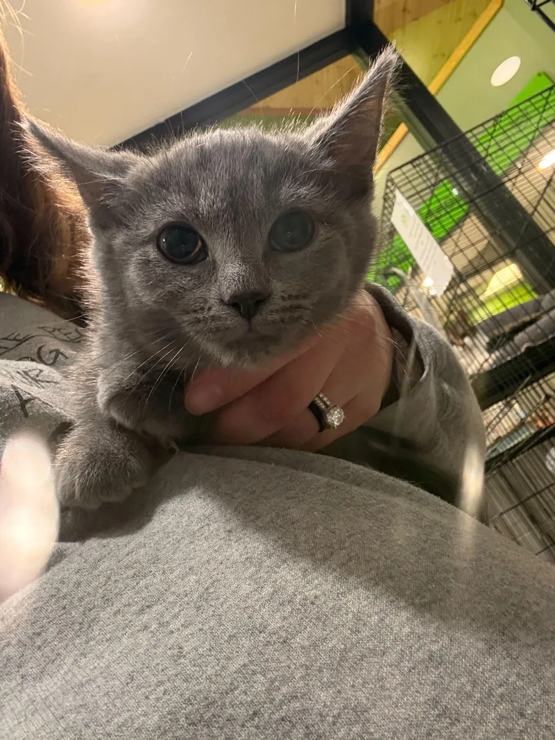 A baby small-sized female Gray & White Domestic Short Hair cat named Ursula for adoption in Jackson, MI
