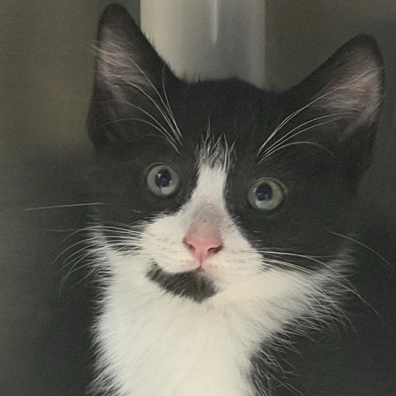 A baby small-sized male Black Domestic Short Hair cat named Prozac for adoption in Marion, VA