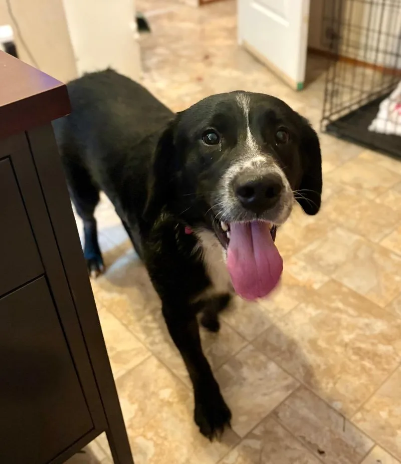 A young large-sized male Australian Shepherd dog named Eeyore for adoption in Parsons, WV