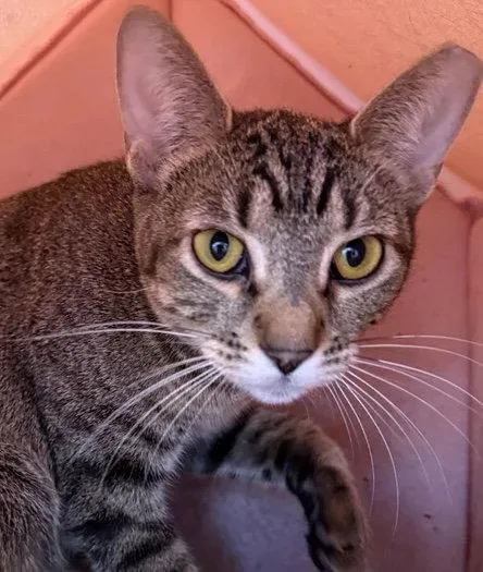 A young medium-sized female Manx cat named Tia for adoption in Phoenix, AZ