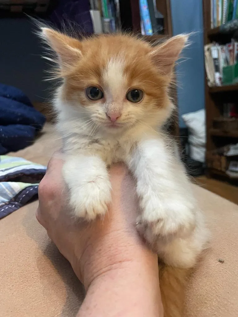 A baby small-sized male Domestic Long Hair cat named Huckleberry for adoption in Fort Oglethorpe, GA
