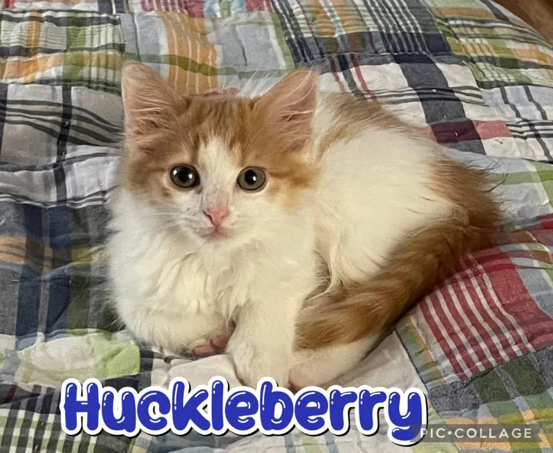 Huckleberry thumbnail 2