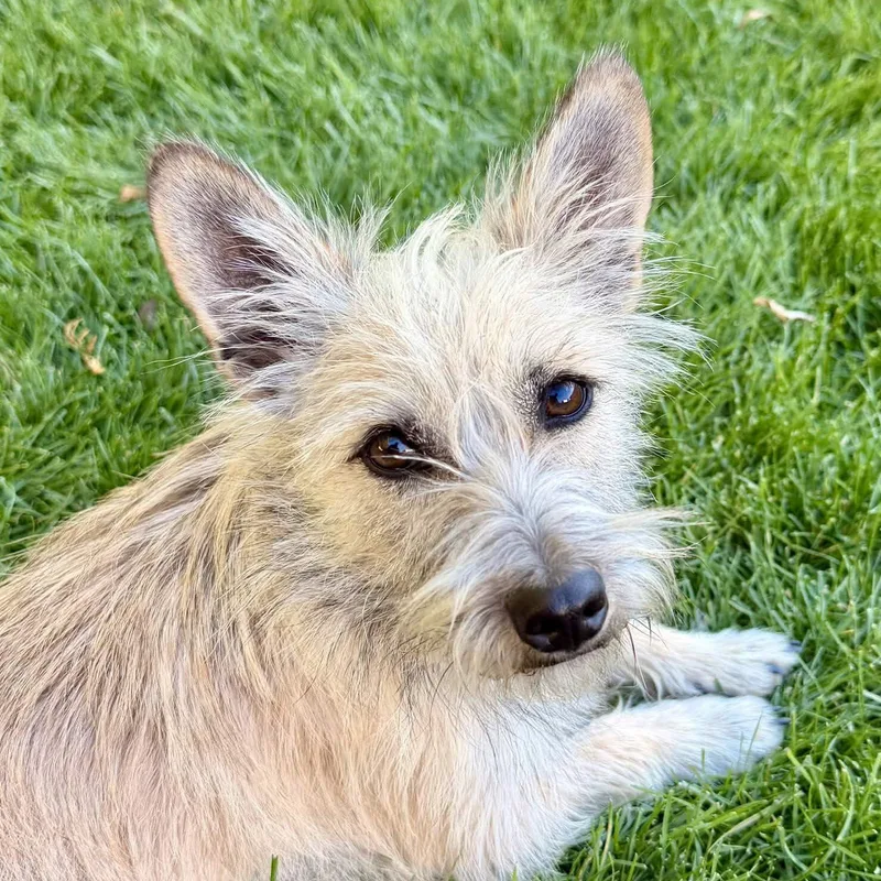 A young small-sized male Cairn Terrier dog named Walter for adoption in West Richland, WA