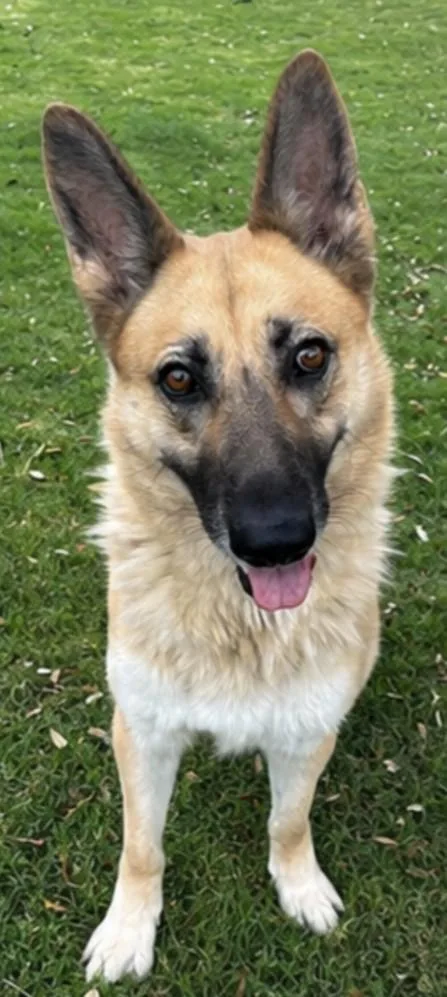 An adult large-sized female German Shepherd Dog dog named Nikki for adoption in Texas City, TX