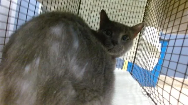 An adult small-sized female Domestic Short Hair cat named Luna for adoption in Miami, FL