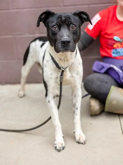 An adult large-sized male Mixed Breed dog named Irving for adoption in Chamblee, GA