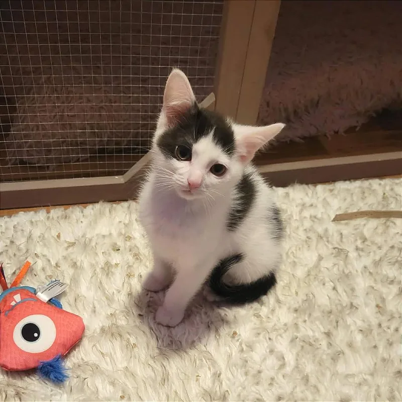 A baby small-sized male White Domestic Short Hair cat named Owen for adoption in Plainfield, IL