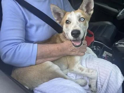 A baby medium-sized male Cattle Dog dog named Kiito for adoption in Gainesville, FL