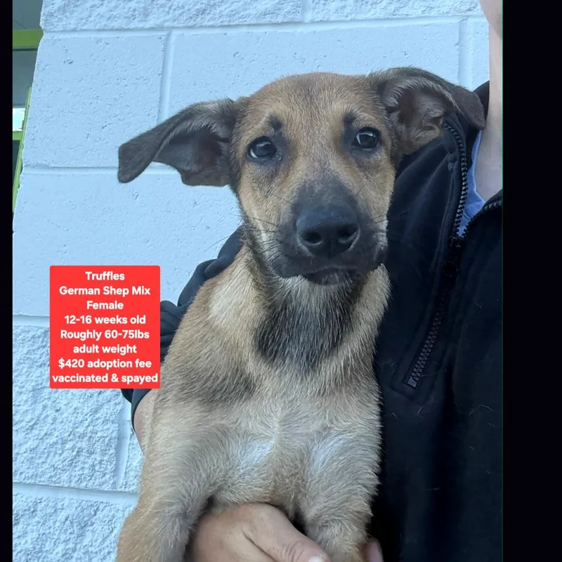 A baby large-sized female German Shepherd Dog dog named Truffles for adoption in Oviedo, FL