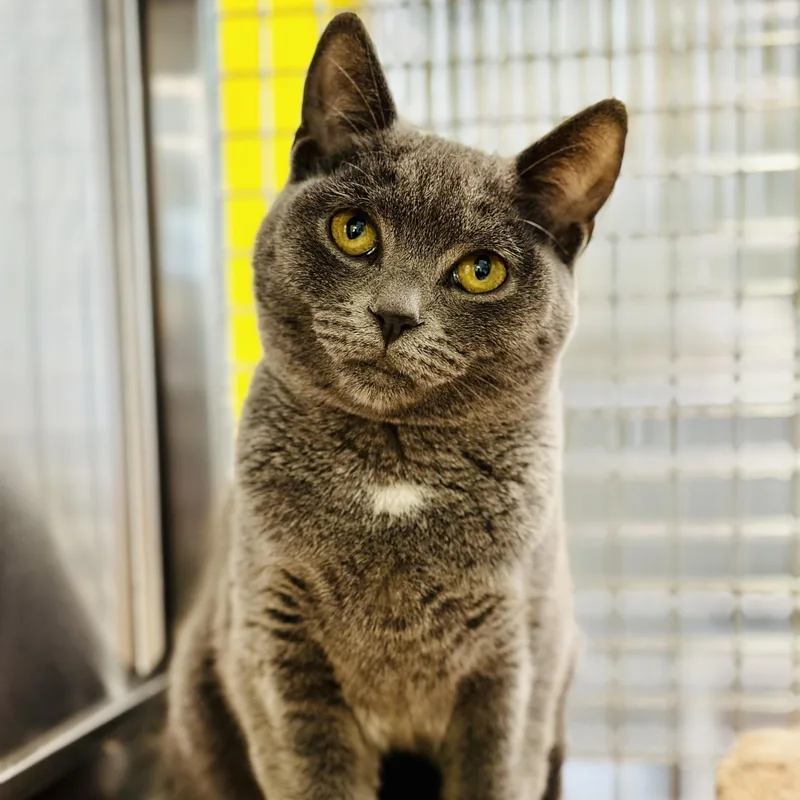 Chickadee thumbnail 2