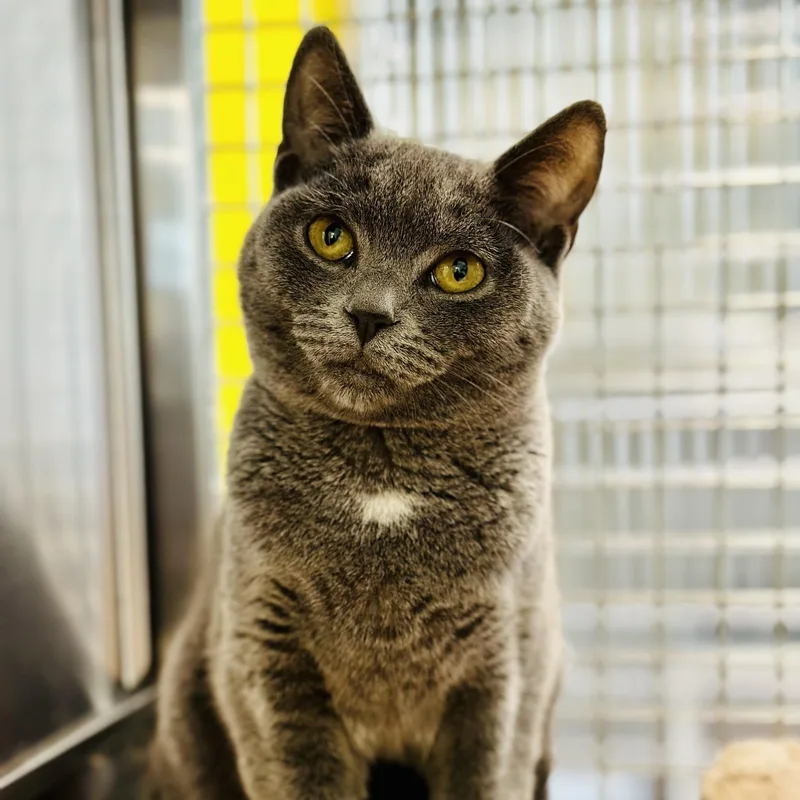 A young medium-sized female Gray / Blue / Silver Domestic Short Hair cat named Chickadee for adoption in Jackson, NJ