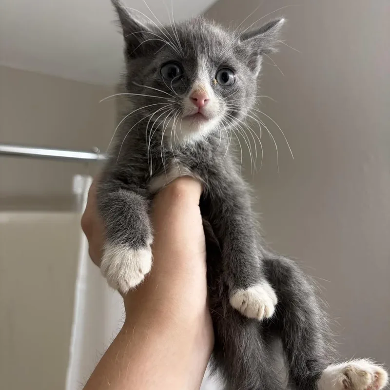 A baby small-sized male Brown / Chocolate Domestic Short Hair cat named Ytterboe for adoption in Buffalo, MN