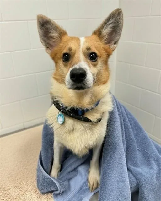 An adult small-sized male Cardigan Welsh Corgi dog named Equinox for adoption in Leesburg, VA